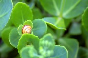 周公解夢(mèng)之夢(mèng)到金魚，周公解夢(mèng)，夢(mèng)到金魚的含義