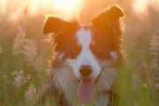 媽媽夢中的神秘之犬，媽媽夢中的神秘之犬，犬影幻夢