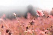 夢(mèng)中偶遇，那突然的相遇