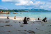 夢(mèng)境中的猴子之旅，夢(mèng)境中的猴子之旅之旅的奇幻探索